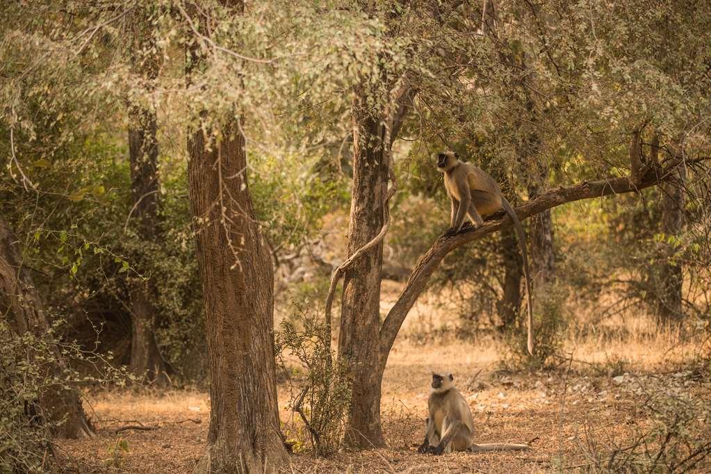 Aman-I-Khas Hotel Ranthambore Facilities photo