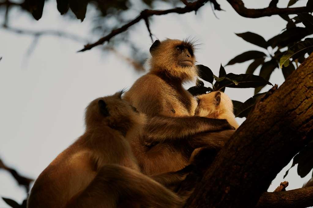 Aman-I-Khas Hotel Ranthambore Facilities photo